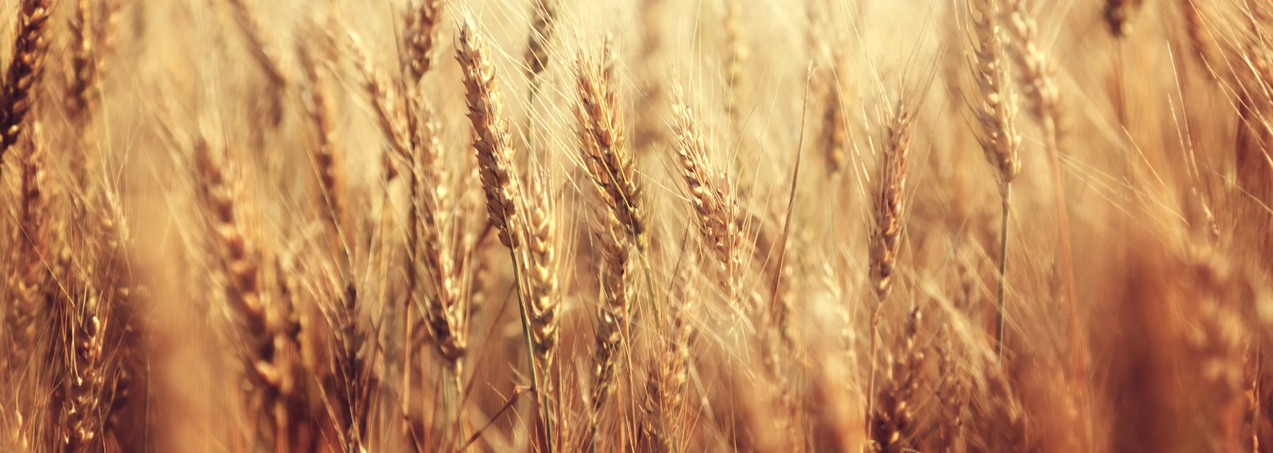 About Golden West Golden West